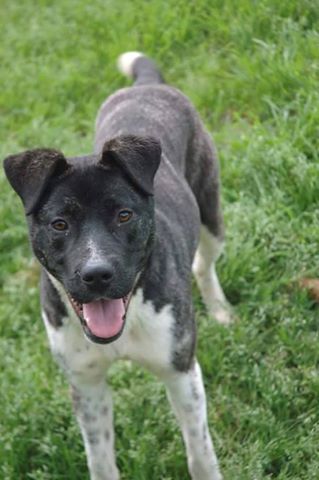 Annabelle - URGENT!