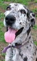 Luna Great Dane