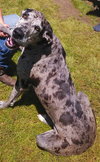 Luna Great Dane