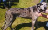 Luna Great Dane