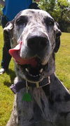 Luna Great Dane
