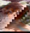 Della