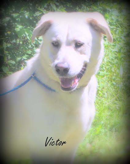 Victor - EXTREMELY URGENT! Located in OH