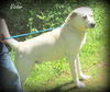 Victor - EXTREMELY URGENT! Located in OH