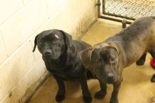 Maddie and Hoss - EXTREMELY URGENT!