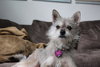 Luna - located in MA