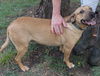 Savannah