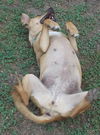 Savannah