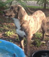 Roxy