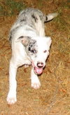 ROXIE