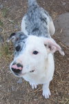 ROXIE