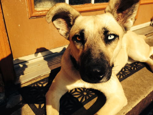 Dolly