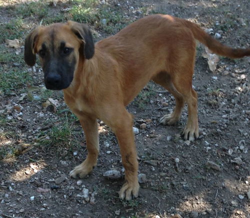 Shiloh