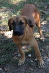 Shiloh
