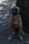 Shiloh