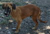 Shiloh