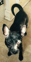 Dixie