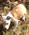 Stella