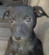 Levi- located in NY