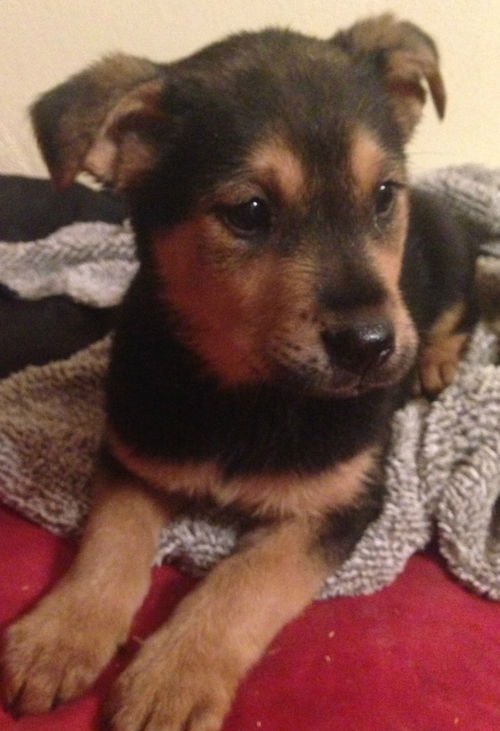 Sheba