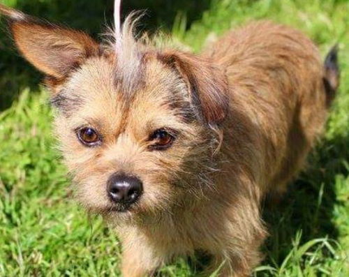 Sprout- NEED SPONSOR FOR HEARTWORM TREATMENT