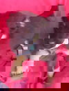 Ro