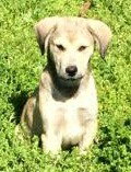 Koda
