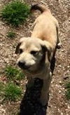 Koda