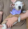 adoptable Dog in Pena Blanca, NM named DAISY & FOLIE