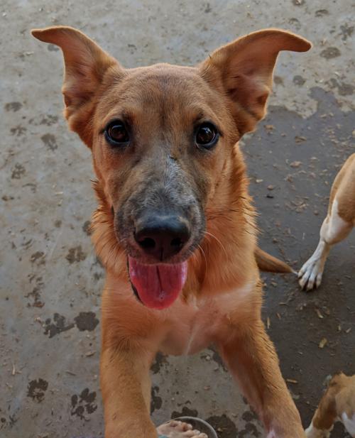 adoptable Dog in Pena Blanca, NM named FOLIE & DAISY