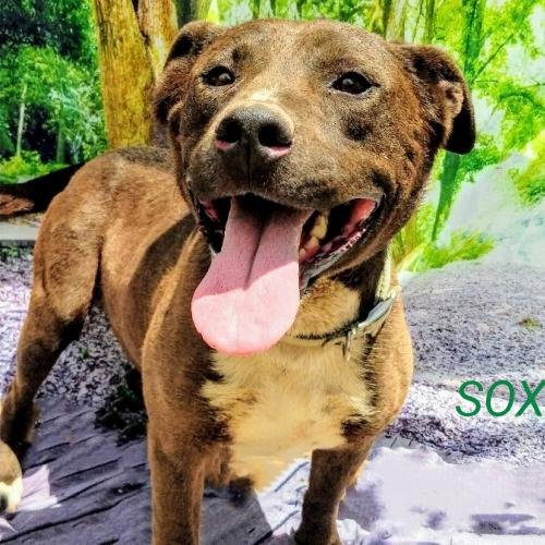 adoptable Dog in Pena Blanca, NM named SOX