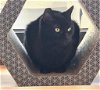 adoptable Cat in , NM named RAINBOW & STASH bonded specialneeds