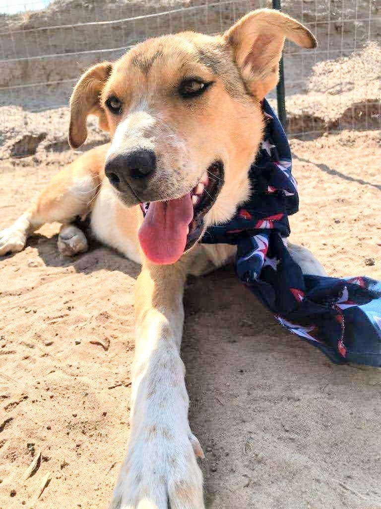 adoptable Dog in Pena Blanca, NM named AIDEN