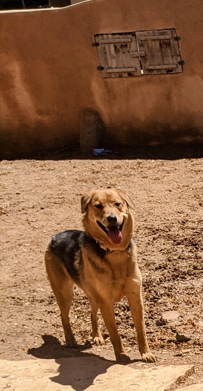 adoptable Dog in Pena Blanca, NM named ELLA