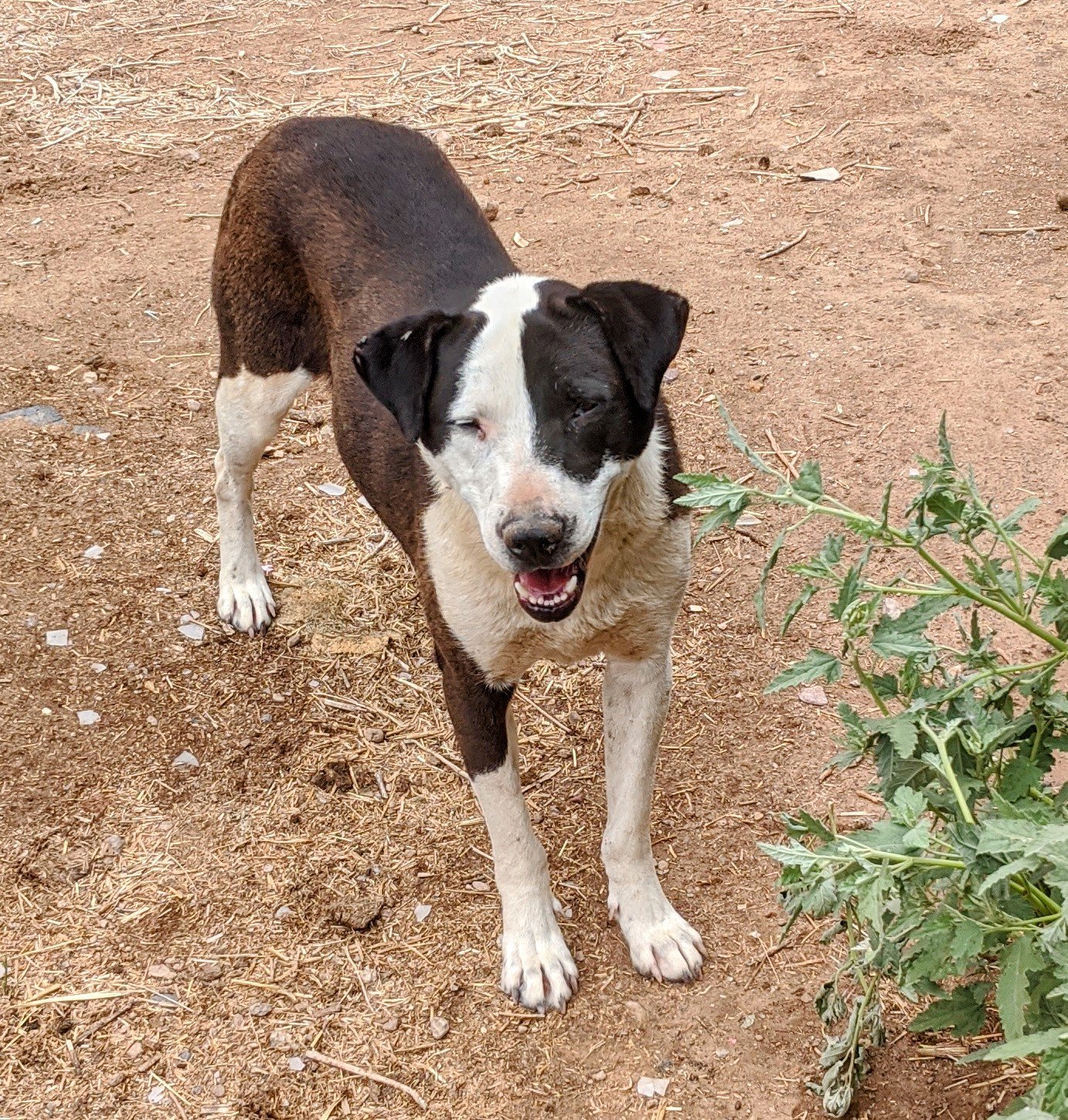adoptable Dog in Pena Blanca, NM named PLUTO