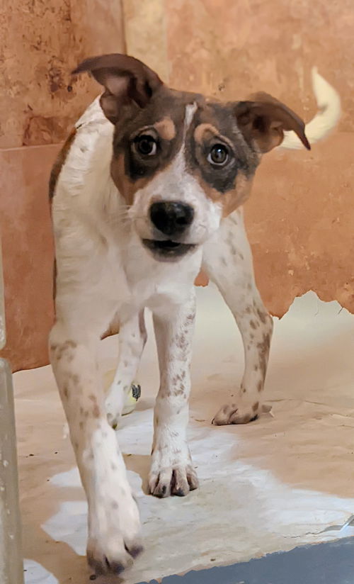 picture of the dog needing adoption