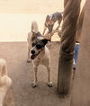 adoptable Dog in Pena Blanca, NM named GIDGET