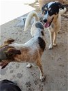 adoptable Dog in pena blanca, NM named LEONARDO