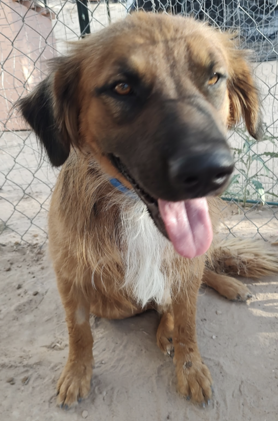 adoptable Dog in Pena Blanca, NM named COFFEE