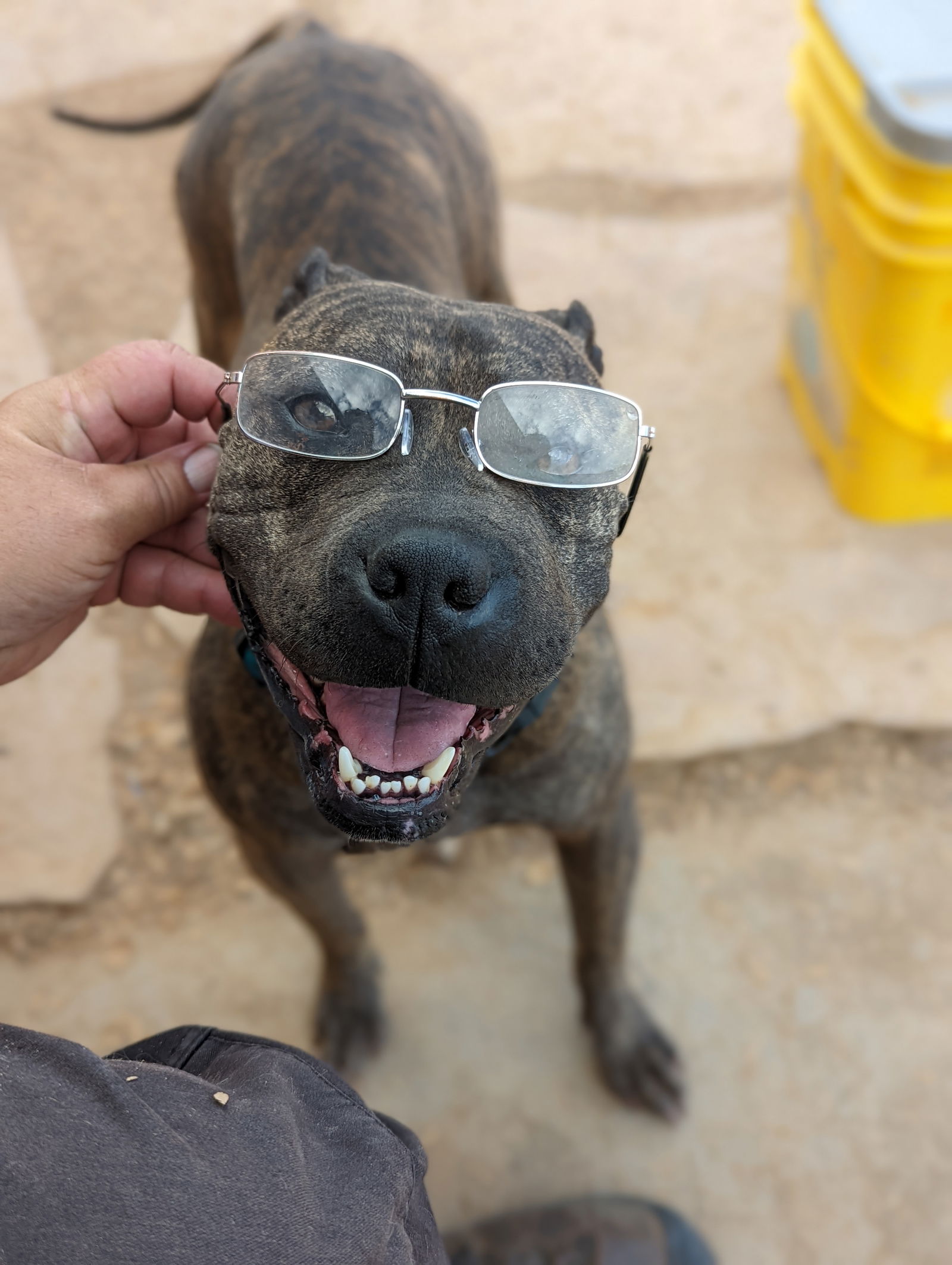 adoptable Dog in Pena Blanca, NM named LUCIA