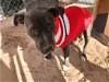 adoptable Dog in , NM named ZINNIA