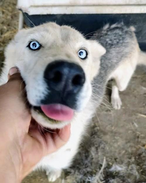 adoptable Dog in Pena Blanca, NM named MOON