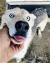 adoptable Dog in , NM named MOON