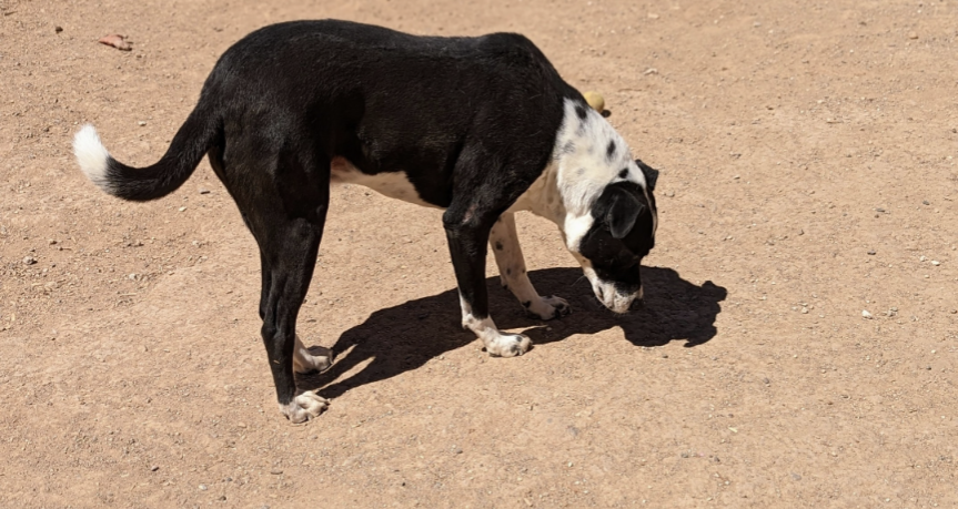 adoptable Dog in Pena Blanca, NM named SMOKEY