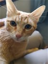 adoptable Cat in , NM named MOLLY KITKAT WEASLEY