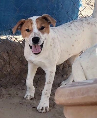 adoptable Dog in Pena Blanca, NM named TIMMY