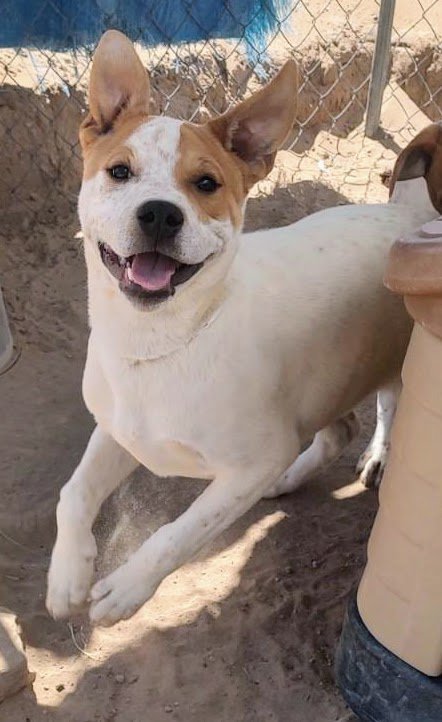 adoptable Dog in Pena Blanca, NM named TOMMY