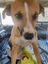 adoptable Dog in , NM named ROXIE