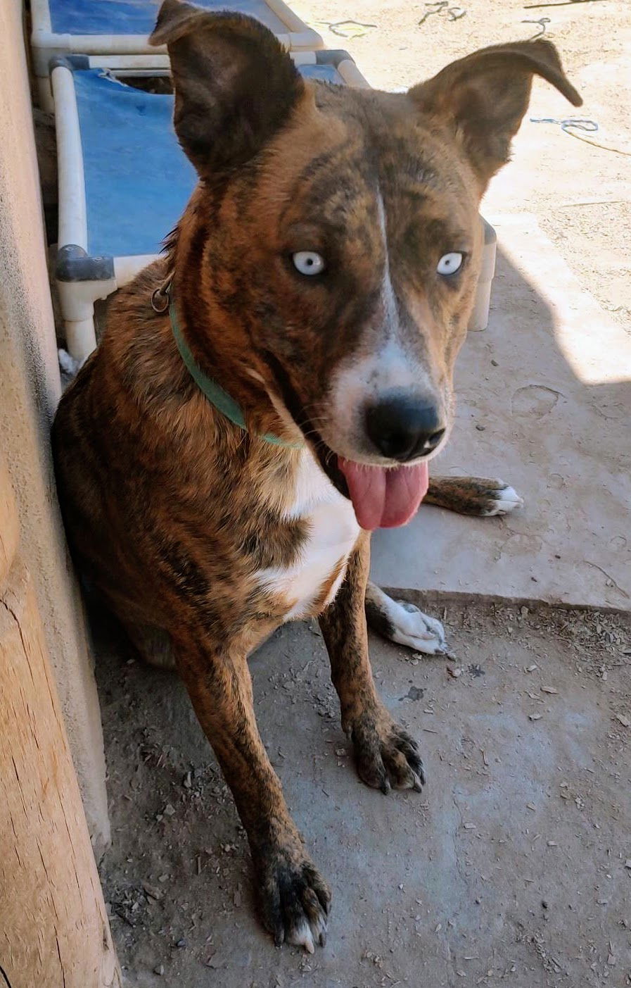 adoptable Dog in Pena Blanca, NM named GRAICE