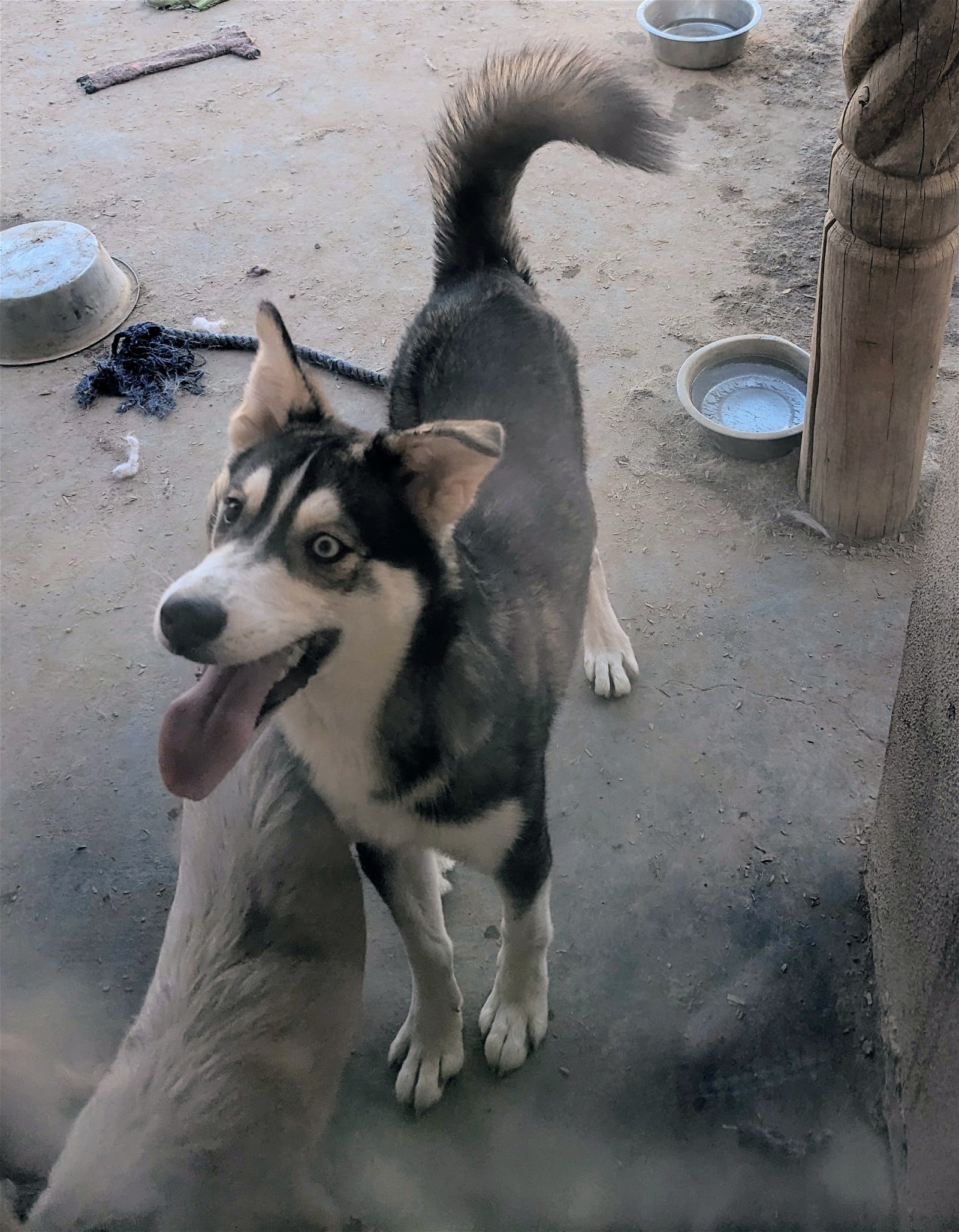 adoptable Dog in Pena Blanca, NM named BOBBY